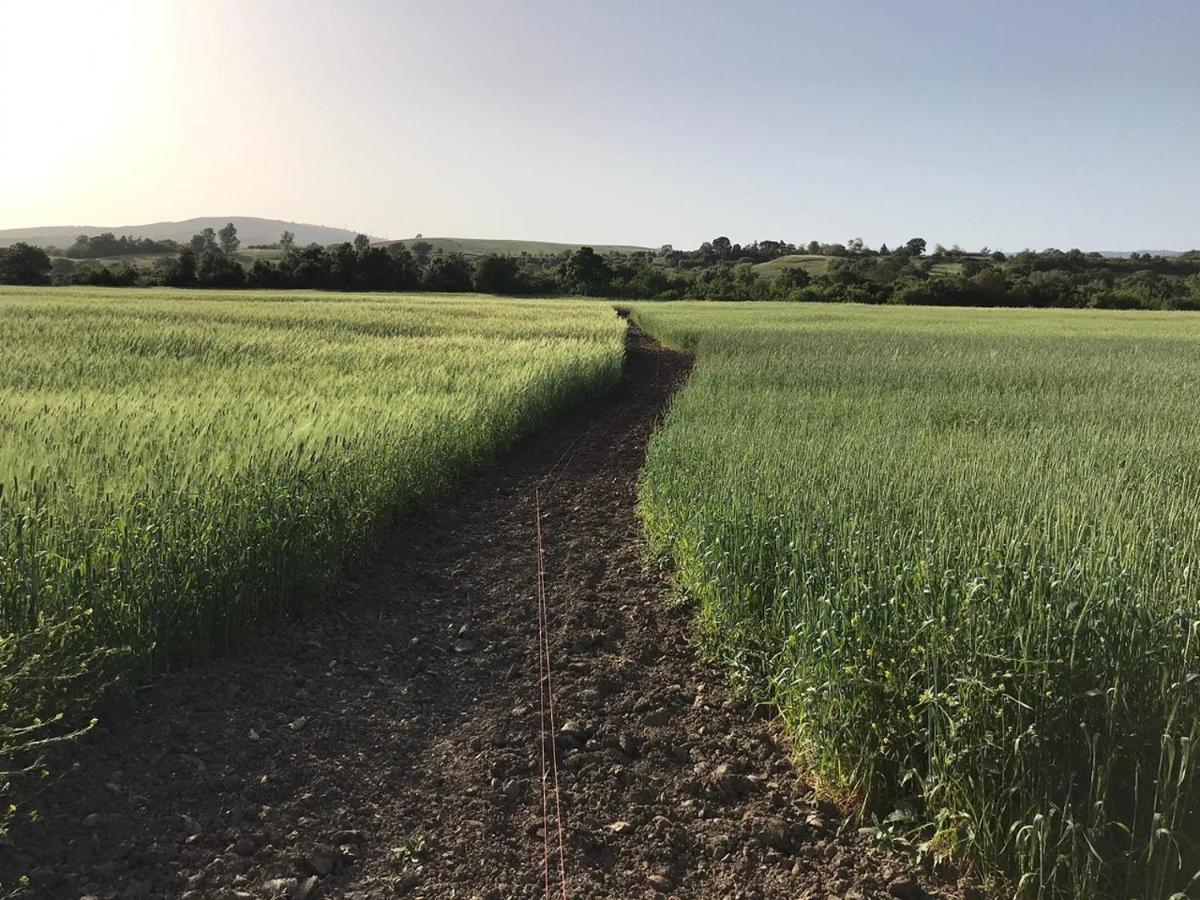 Bio Agriturismo Il Torrione サトゥルニア エクステリア 写真