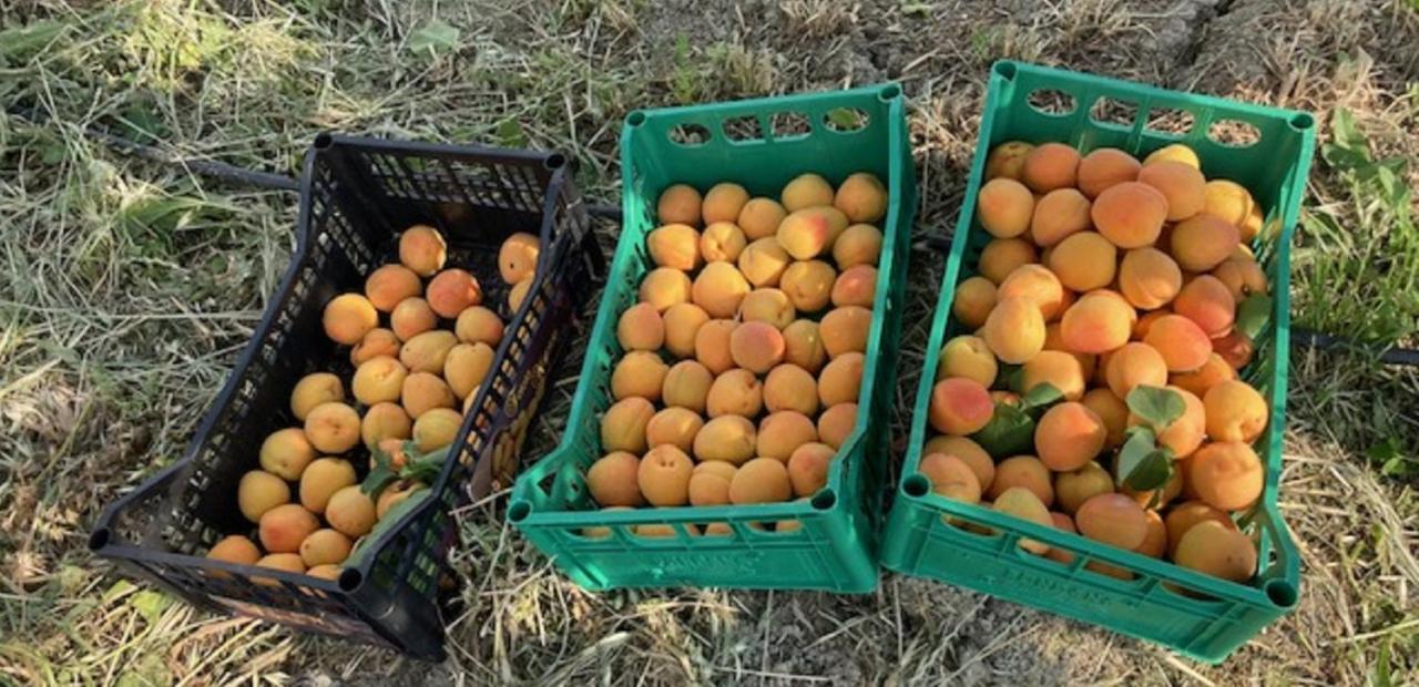 Bio Agriturismo Il Torrione サトゥルニア エクステリア 写真