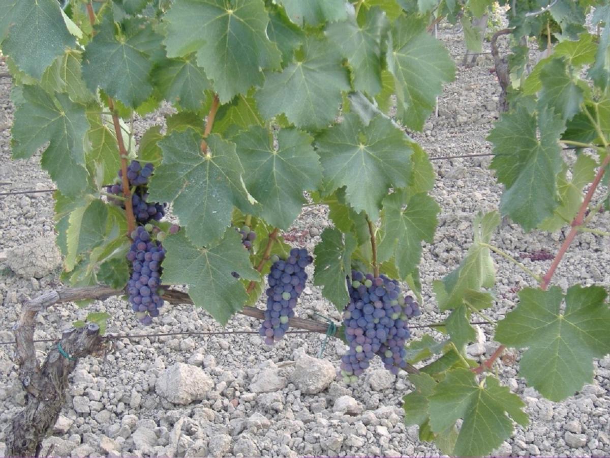 Bio Agriturismo Il Torrione サトゥルニア エクステリア 写真